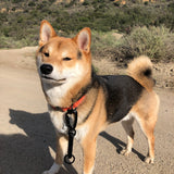 Litto Howler Milo Grab Tag