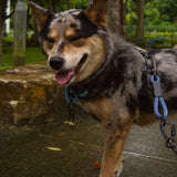 Litto Howler Milo Grab Tag