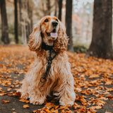 Litto Howler Milo Grab Tag