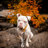Litto Howler Milo Grab Tag