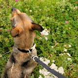 Approved by Fritz - The Fritz Collar