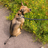 Approved by Fritz - The Fritz Collar