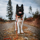Litto Howler Noctis Traffic Leash