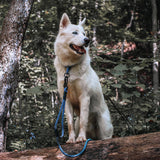 Litto Howler Noctis Traffic Leash