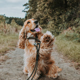 Litto Howler Noctis Traffic Leash