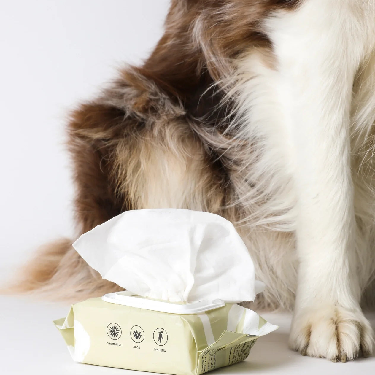 Dog Care & Wellness