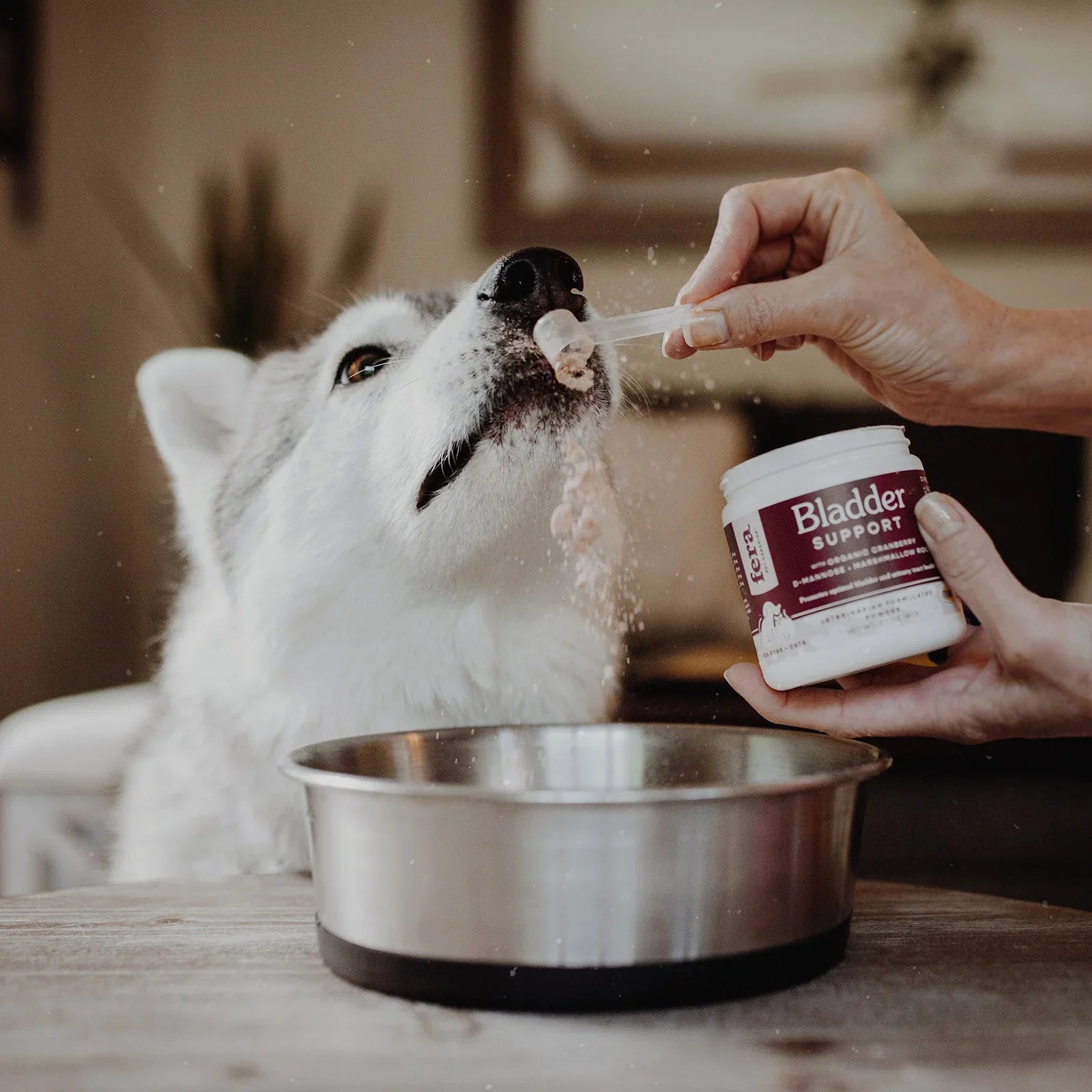 Dog Care & Wellness