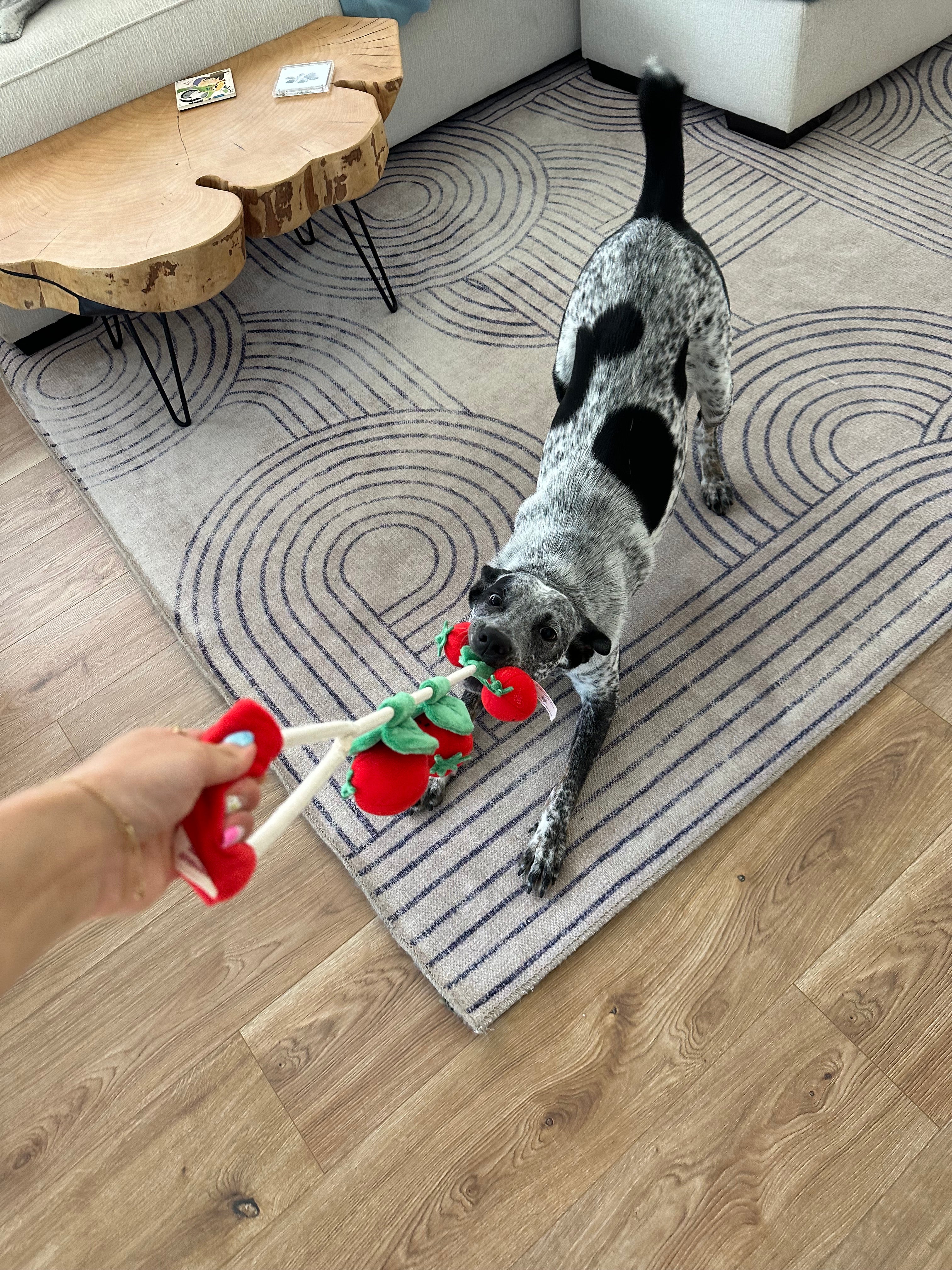TOYS & ENRICHMENT