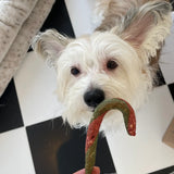 Plant Dog Winter Pupcanes