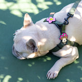 Daisy Pink Jiby Dog Charm