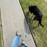 Litto Howler Noctis Traffic Leash