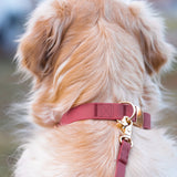 Shop Sunny Tails Waterproof Dog Collar