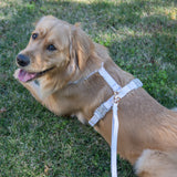 Shop Sunny Tails Cloud Lite Dog Harness