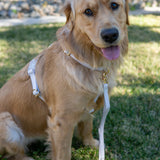 Shop Sunny Tails Cloud Lite Dog Harness