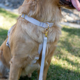 Shop Sunny Tails Cloud Lite Dog Harness