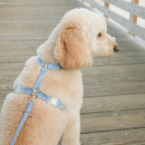 Shop Sunny Tails Cloud Lite Dog Harness