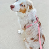Shop Sunny Tails Cloud Lite Dog Harness