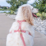 Shop Sunny Tails Cloud Lite Dog Harness