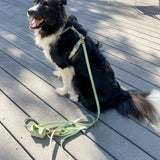 Shop Sunny Tails Cloud Lite Dog Harness